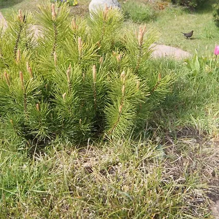 Mini House I Sylt/rantum بيت للعطل Sylt